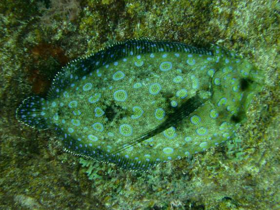 Linguado tenta se camuflar durante mergulho em Soufriere, sul de Santa Lúcia, no Caribe